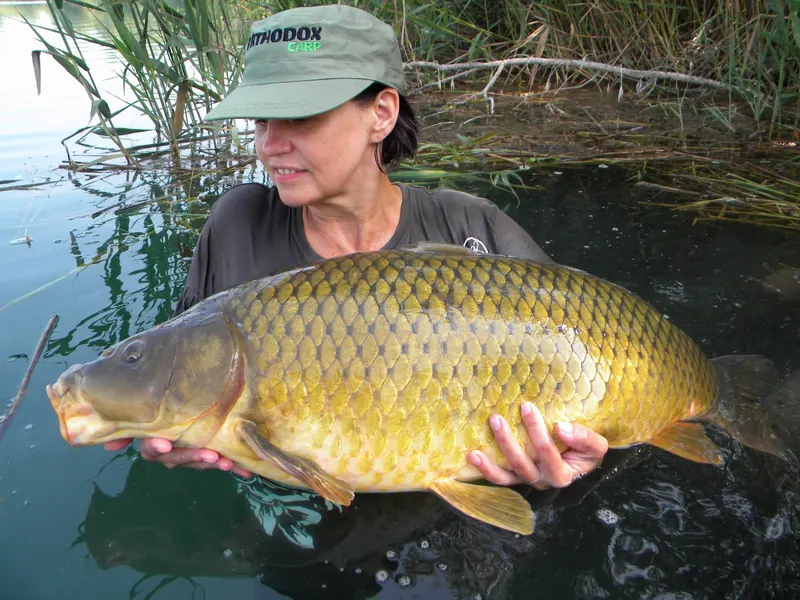 Mgr. Edita Žlnková v šiltovke Orthodox Carp drží vo vode veľkého kapra